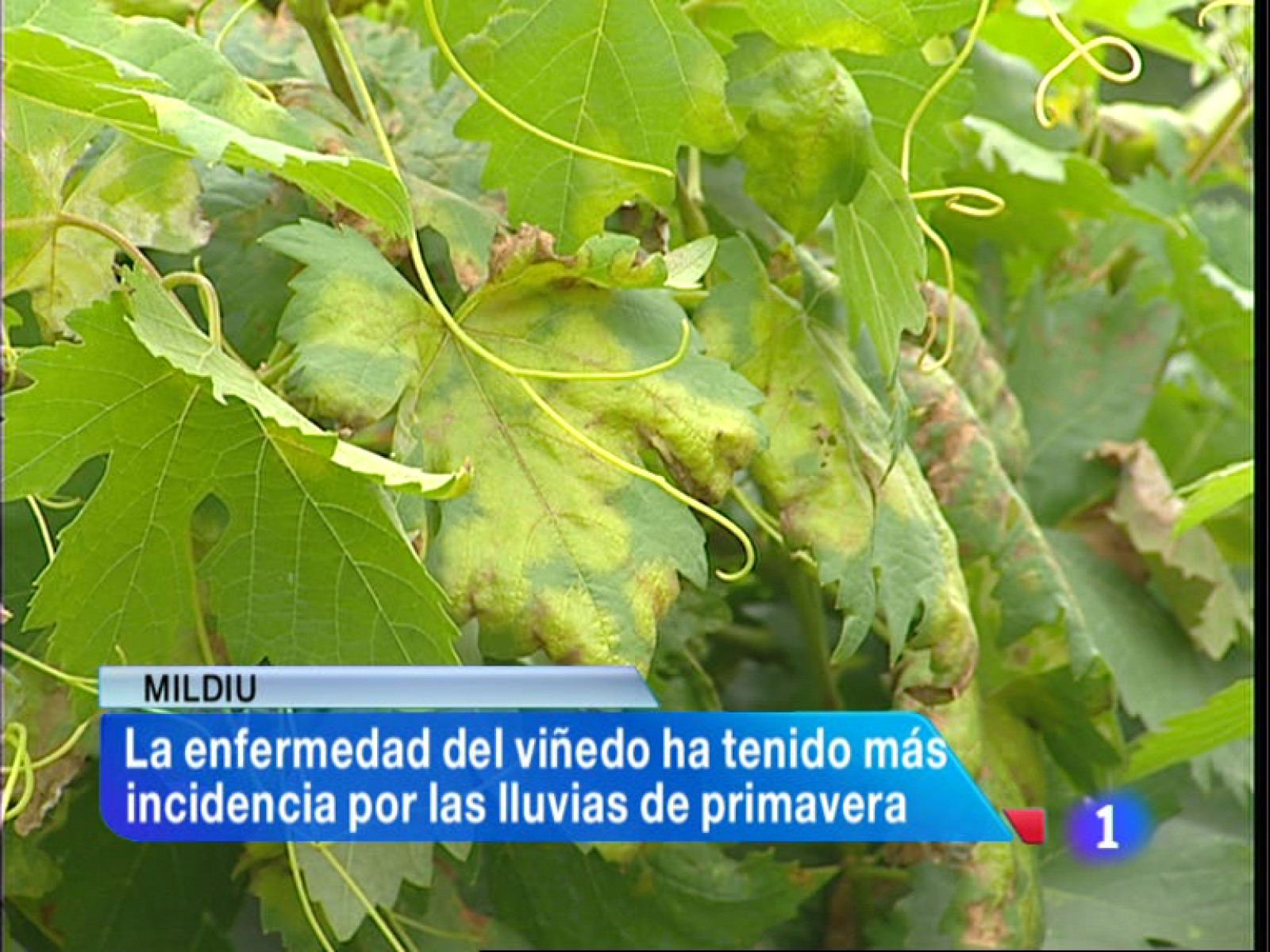 Informativo Telerioja 2 - 26/08/13 | Ver