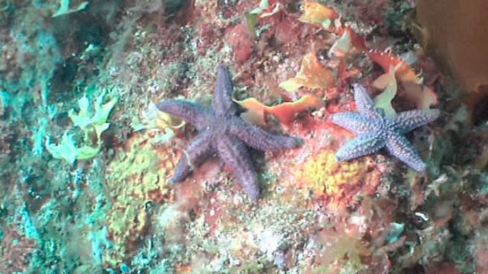 España Directo - Barco inglés hundido en el s.XX