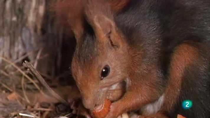 La España salvaje - Refugios del invierno