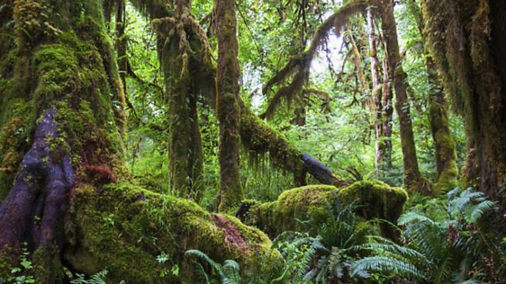 Grandes documentales - El reino de los bosques