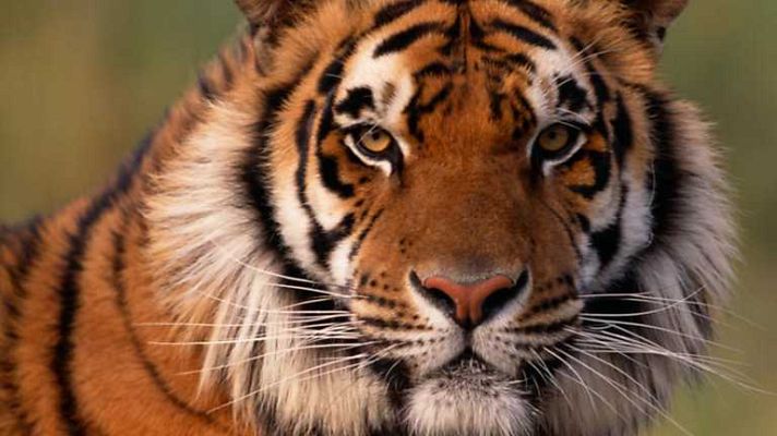 Grandes documentales - Machli: La Reina de los tigres