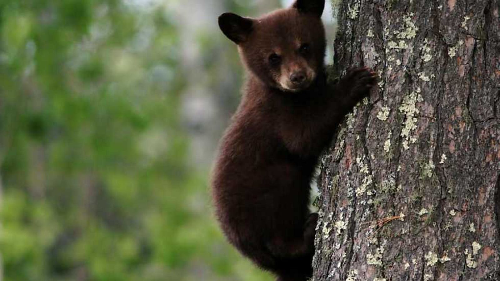 Grandes documentales - La vida en el planeta Tierra - Ver ahora