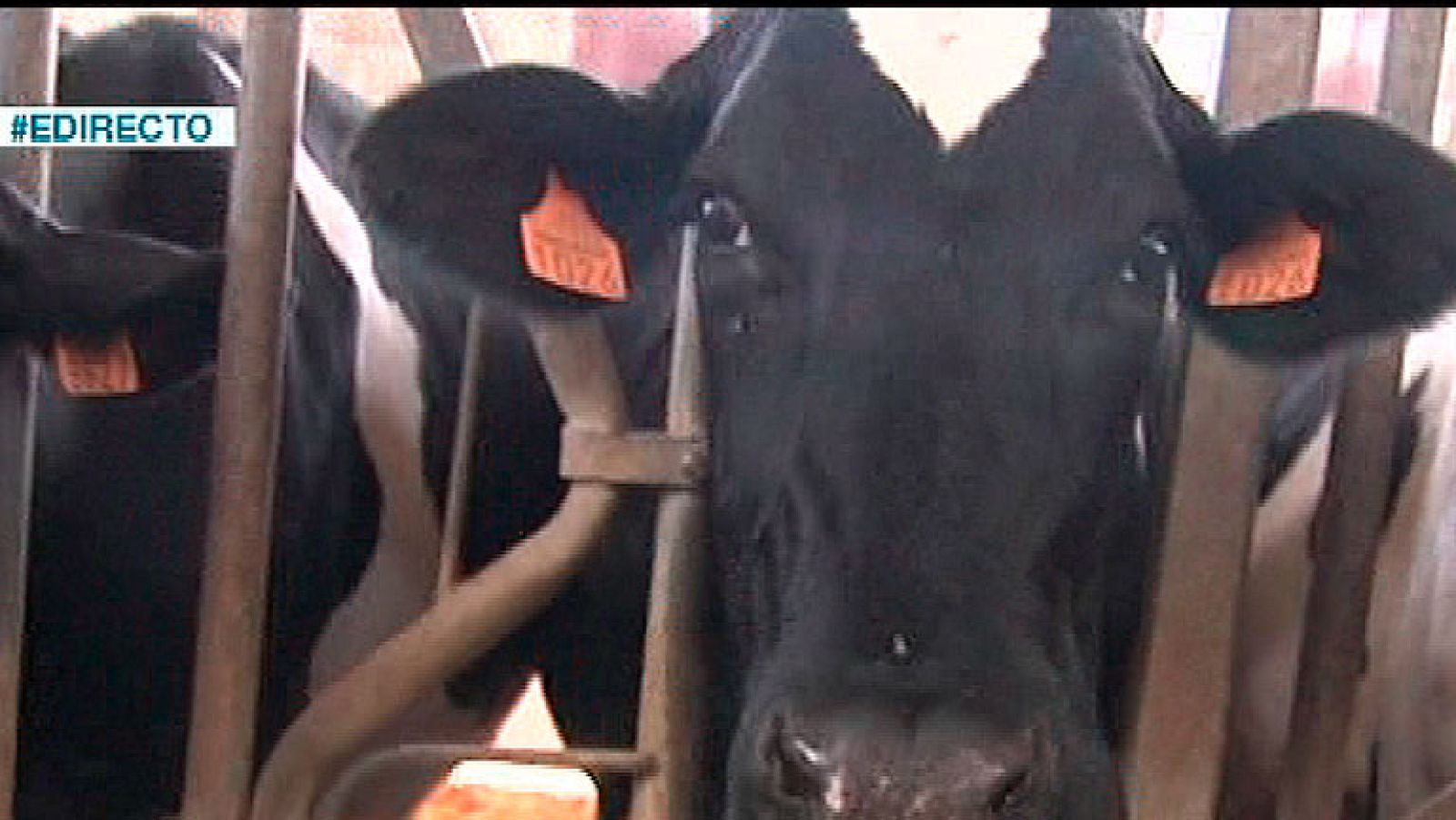 España Directo- Unas vacas muy musicales | Ver