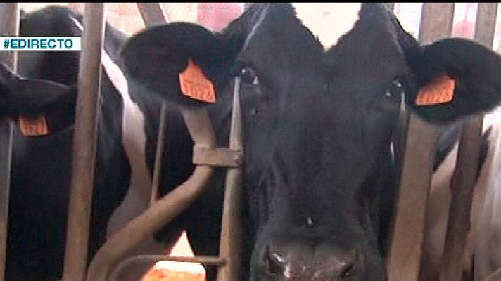 España Directo - España Directo- Unas vacas muy musicales