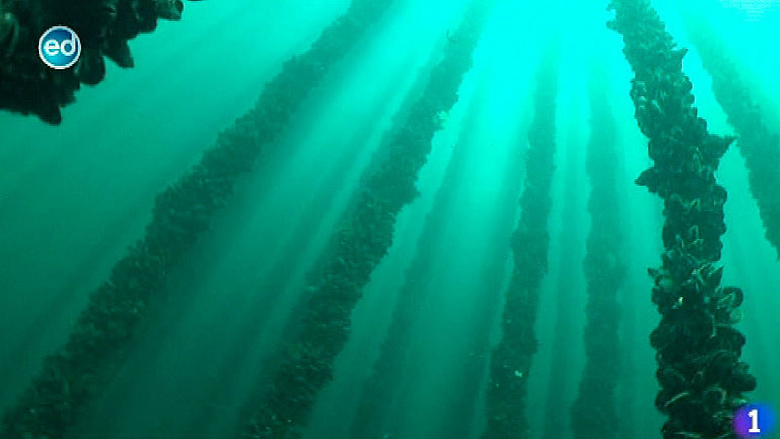 España Directo- Les enseñamos las bateas gallegas