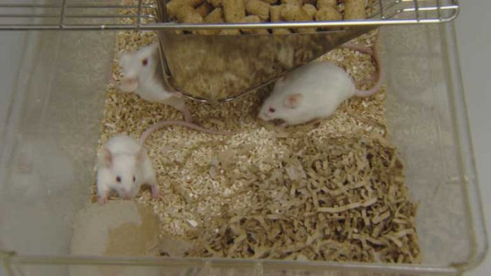 Telediario 1 - Los premios anti Nobel