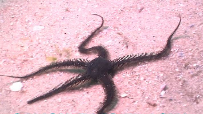 España Directo - Nos sumergimos en O Grove