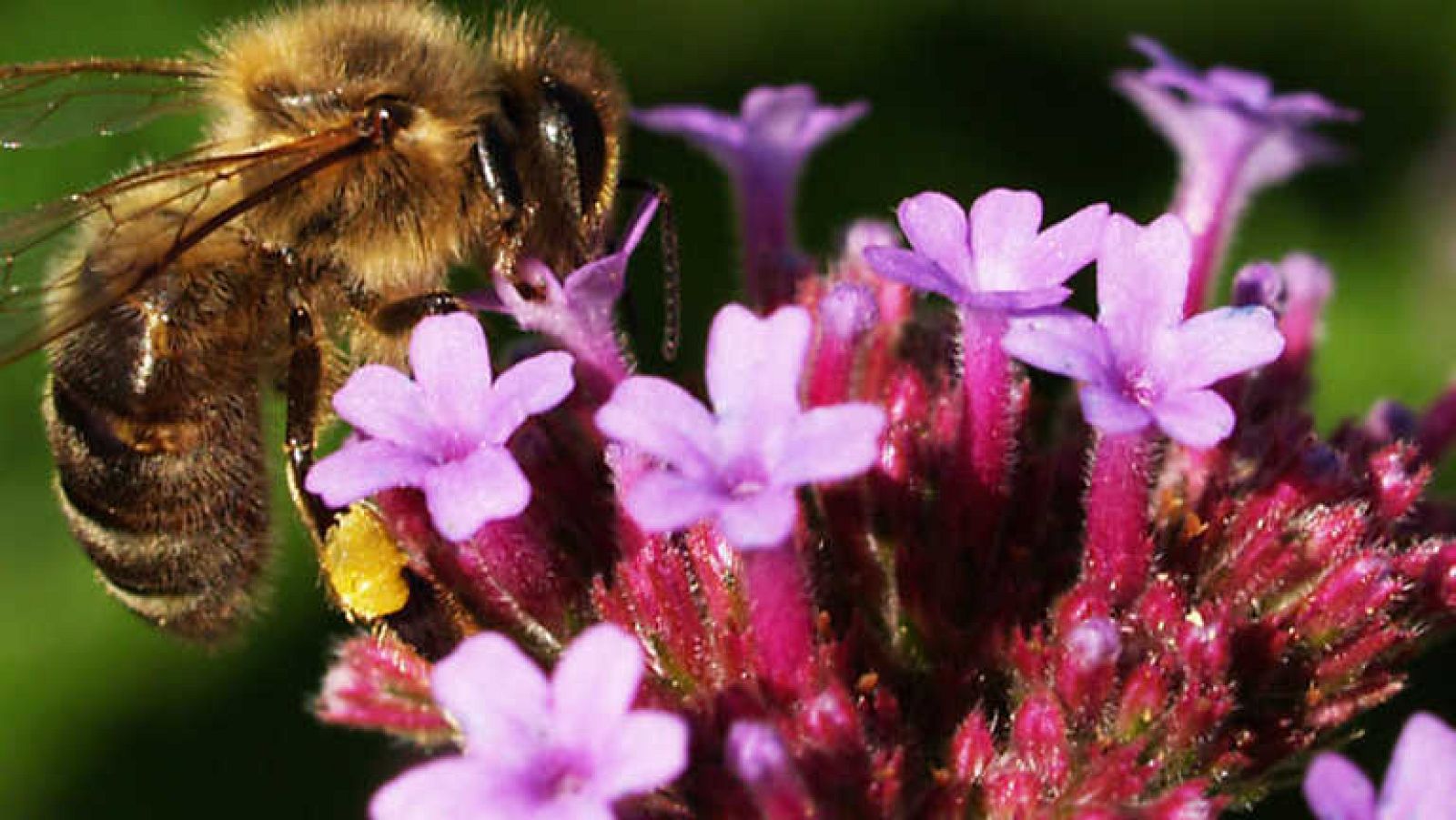 Grandes documentales - El jardín viviente - Ver ahora