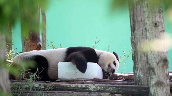  - Osos pandas que dividen a Bélgica