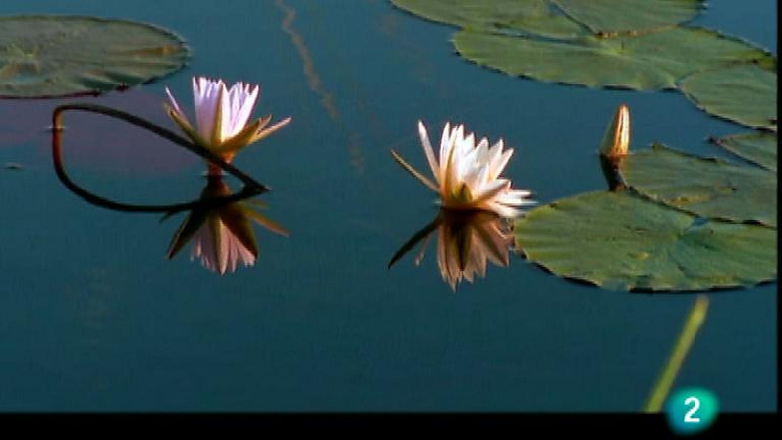 Agua - Guerra y paz - Ver ahora