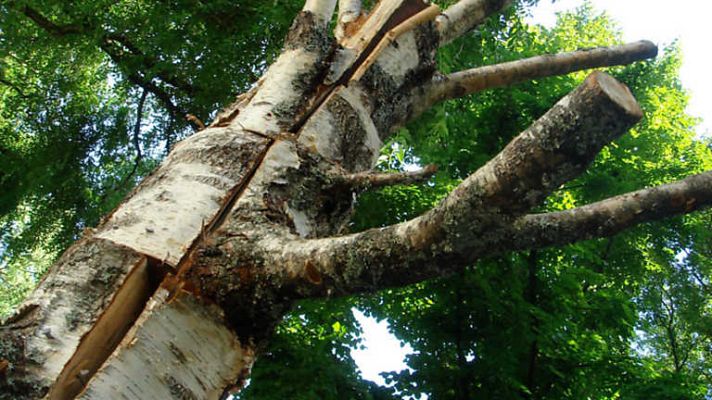 Metrópolis - Bienal de Venecia, 2