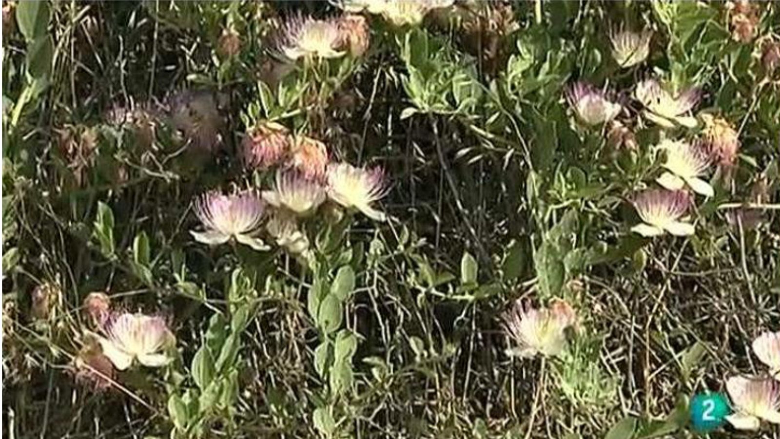 Agrosfera - Con mucho gusto - La Alcaparra