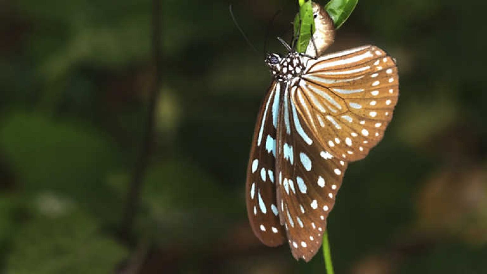 Grandes documentales - El Jardín viviente: Muros vegetales - Ver ahora