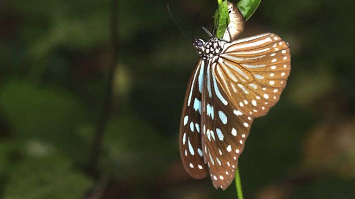 Grandes documentales - El Jardín viviente: Muros vegetales