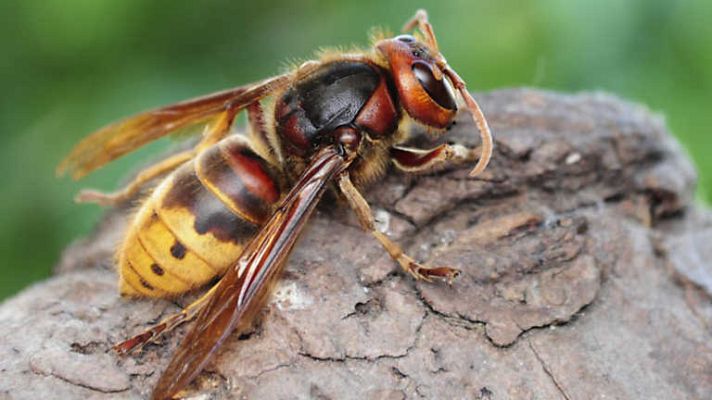 Grandes documentales - El Jardín viviente: Un bosque en casa