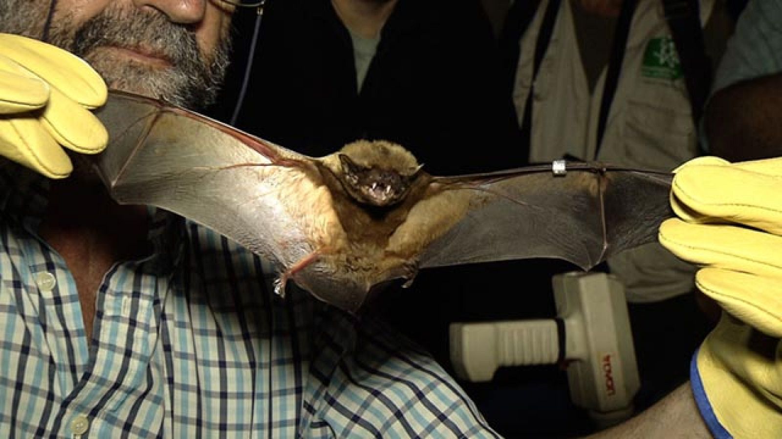 El escarabajo verde - El baile de los murciélagos - Avance