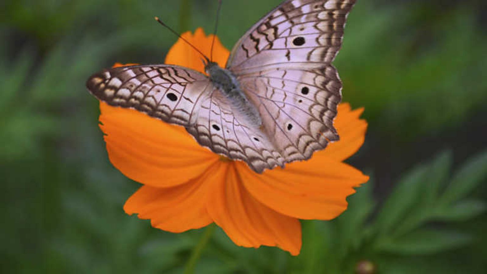El jardín viviente: Vivir entre flores