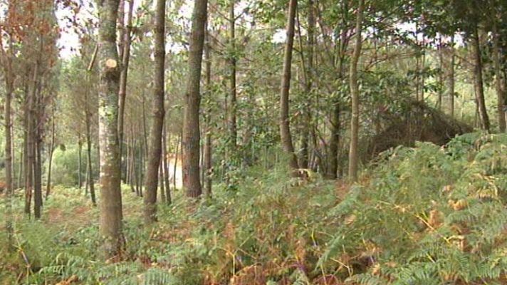 Telediario 1 - Los restos orgánicos encontrados este verano en Cañiza, podrían pertenecer a una mujer desaparecida hace cinco años.