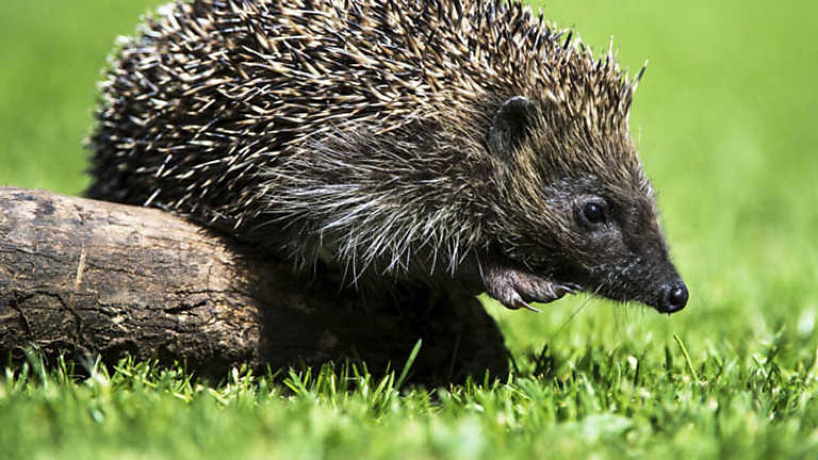 El Jardín viviente: Extraños inquilinos - Ver ahora