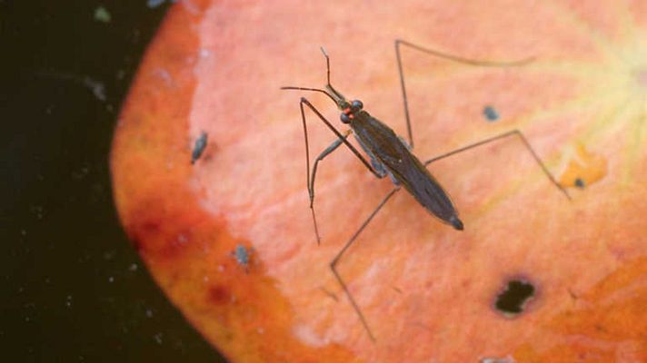 Grandes documentales - El Jardín viviente: Un mundo acuático (2)
