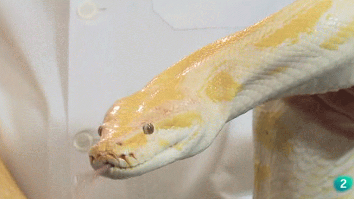 La aventura del Saber - Serpientes. Mitos y Leyendas