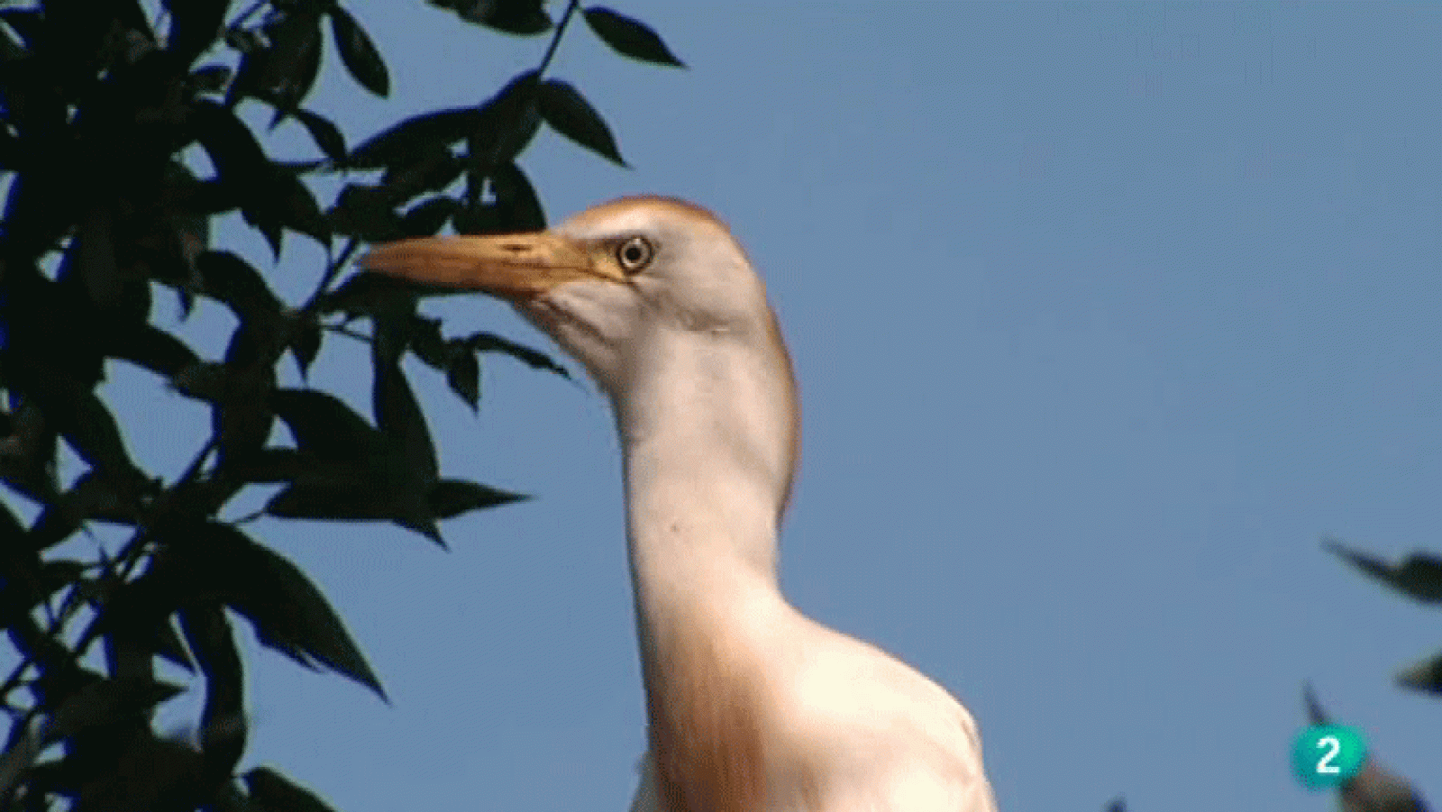 La Aventura del Saber. Reservas ornitológicas: Finca San Miguel