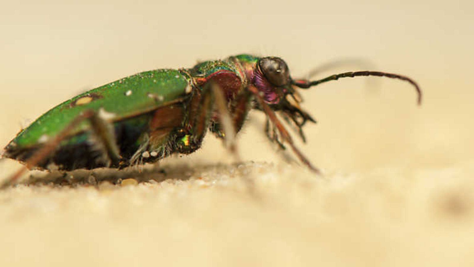 Grandes documentales - El jardín viviente: Amantes de la arena - Ver ahora