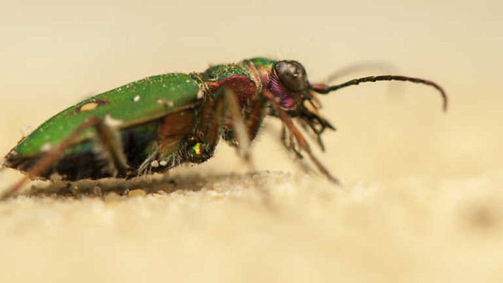 Grandes documentales - El jardín viviente: Amantes de la arena