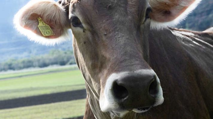 Sincronizados - Ganaderos