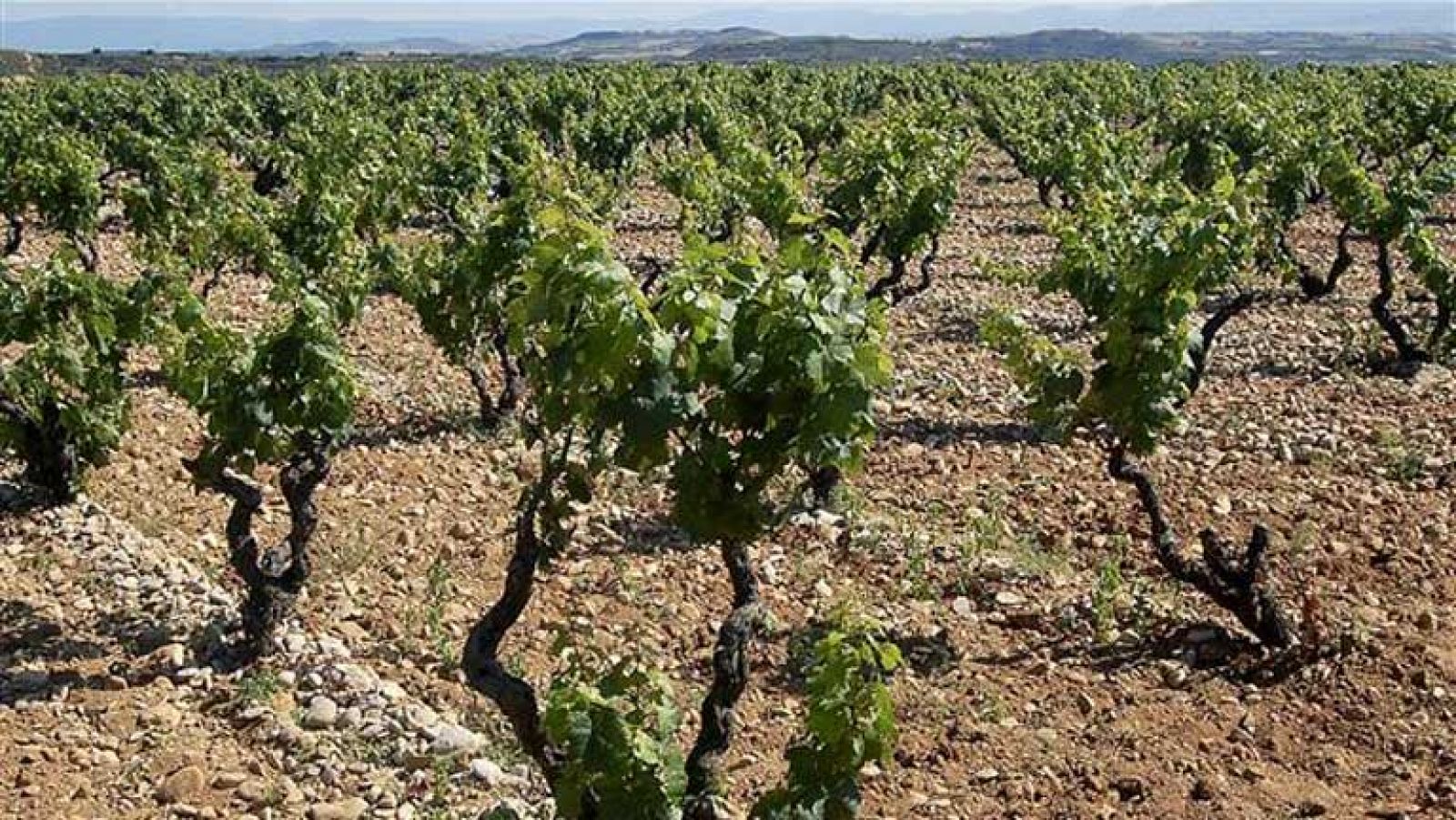 Zoom Tendencias -  Haro - 05/10/13 - ver ahora