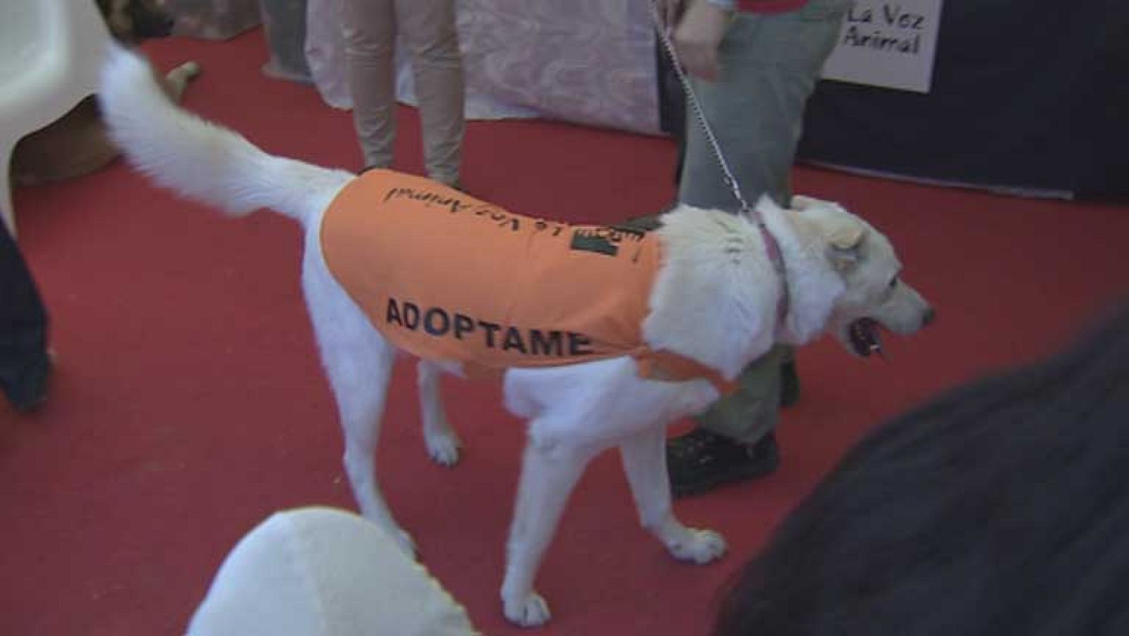 Crecen las adopciones de animales