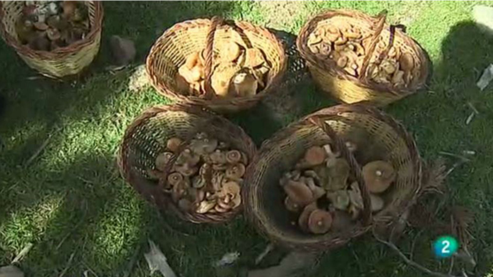 Agrosfera - En clave rural - Recolección de setas