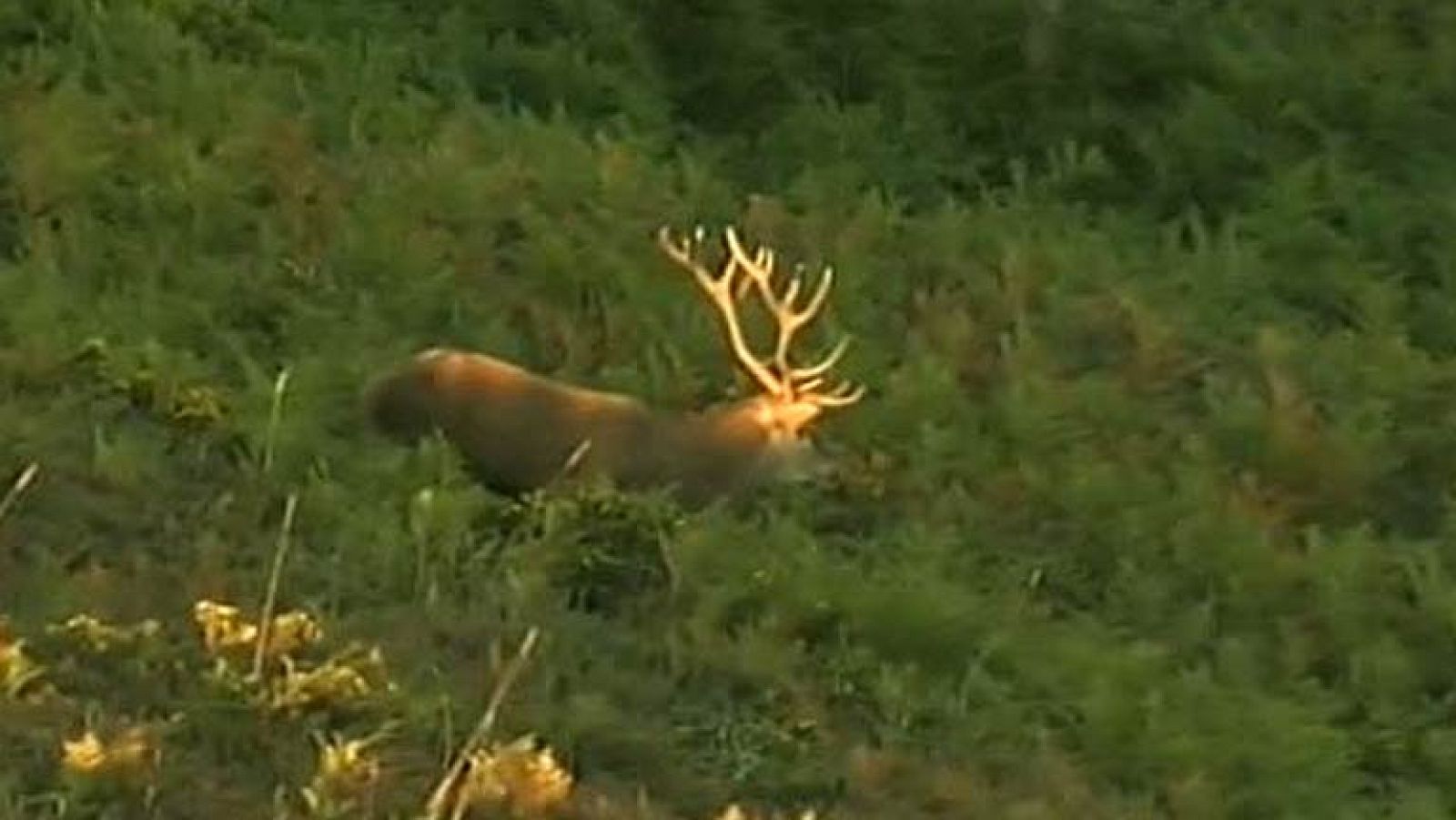 Época de berrea y también de caza furtiva