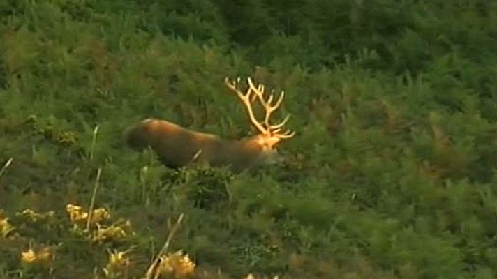 Telediario 1 - Época de berrea y también de caza furtiva