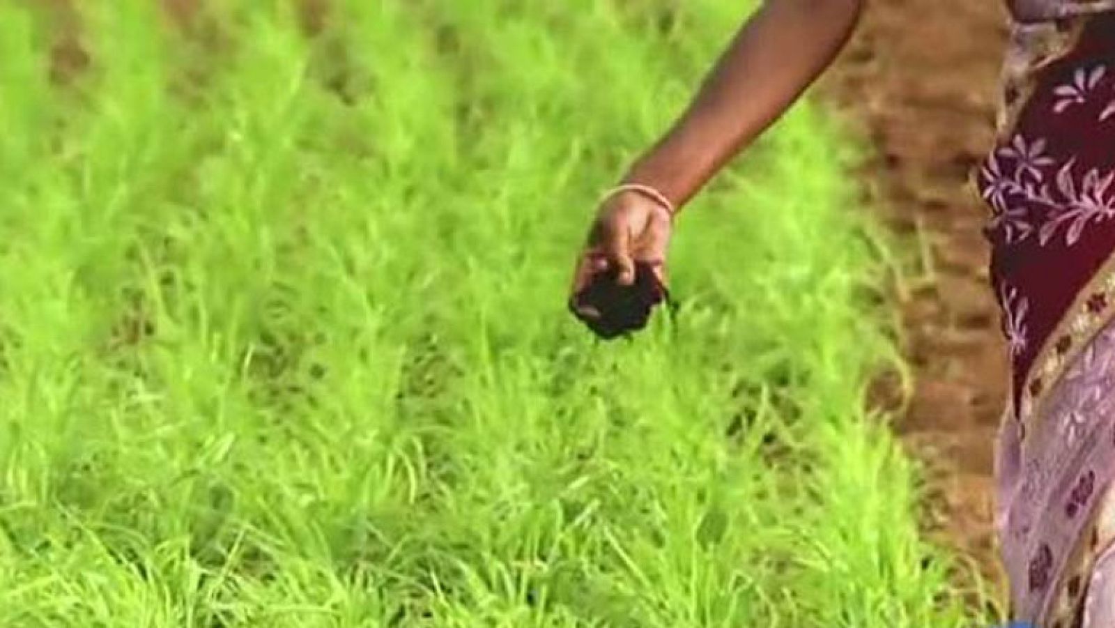 La FAO recuerda que 842 millones de personas sufren desnutrición crónica