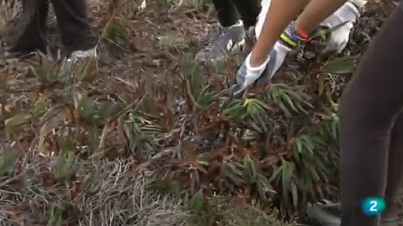 Vespre a La 2 - L'atzavara