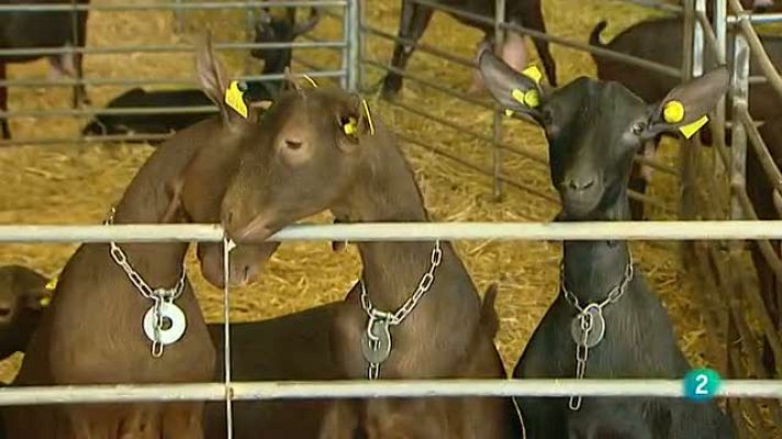 Agrosfera - Investigación Cabra