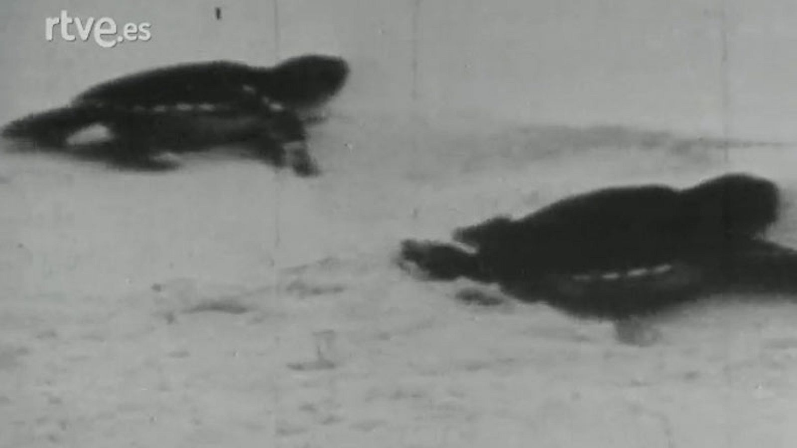 Fauna - Las tortugas marinas