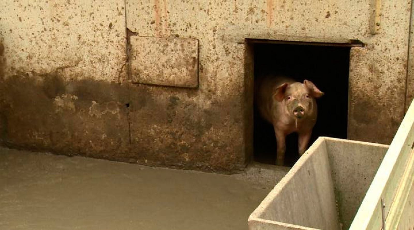 Repor - Del cerdo no todo se come - Avance