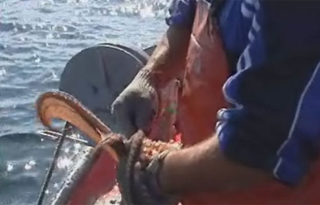  - Se reanuda la pesca de pulpo