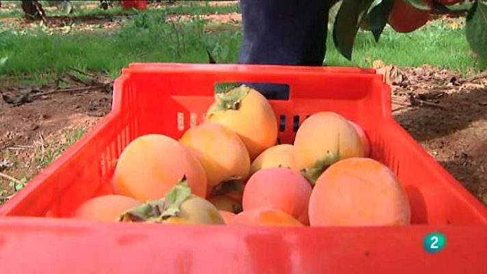 Agrosfera - Agrosfera - 26/10/13