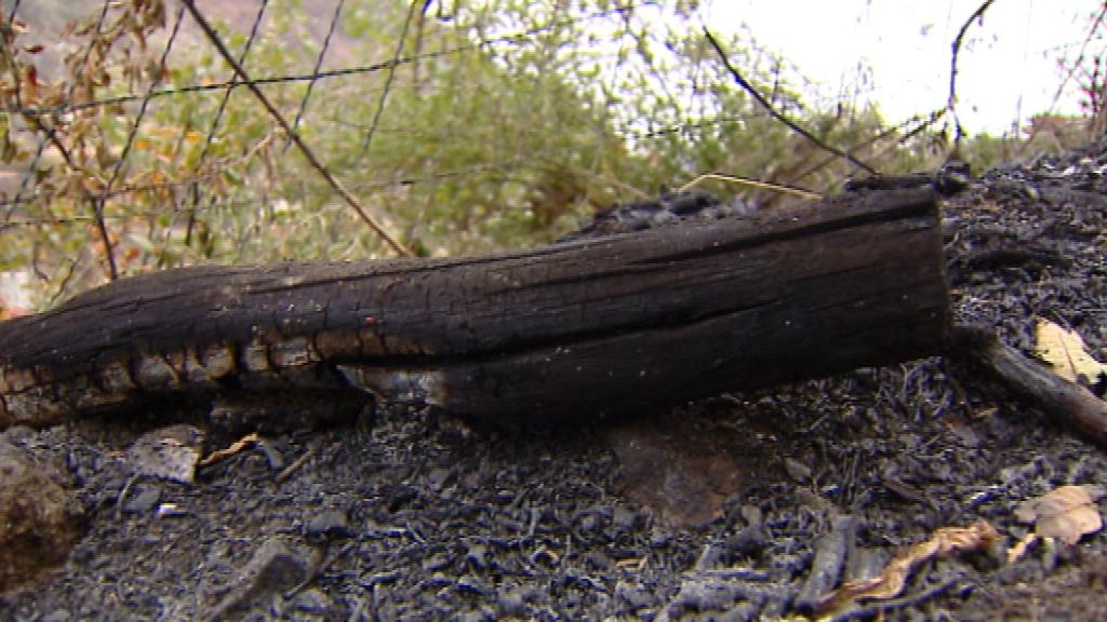 Telecanarias - 26/10/13 | Ver