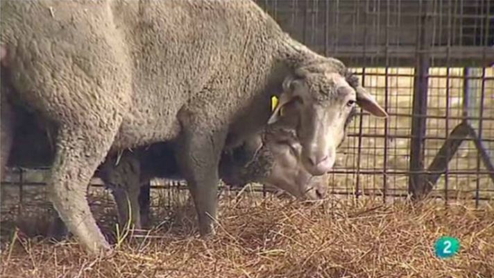 Agrosfera - Homeopatía Ganadera