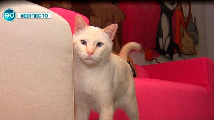 España Directo - Madrid acoge la primera 'gatoteca'