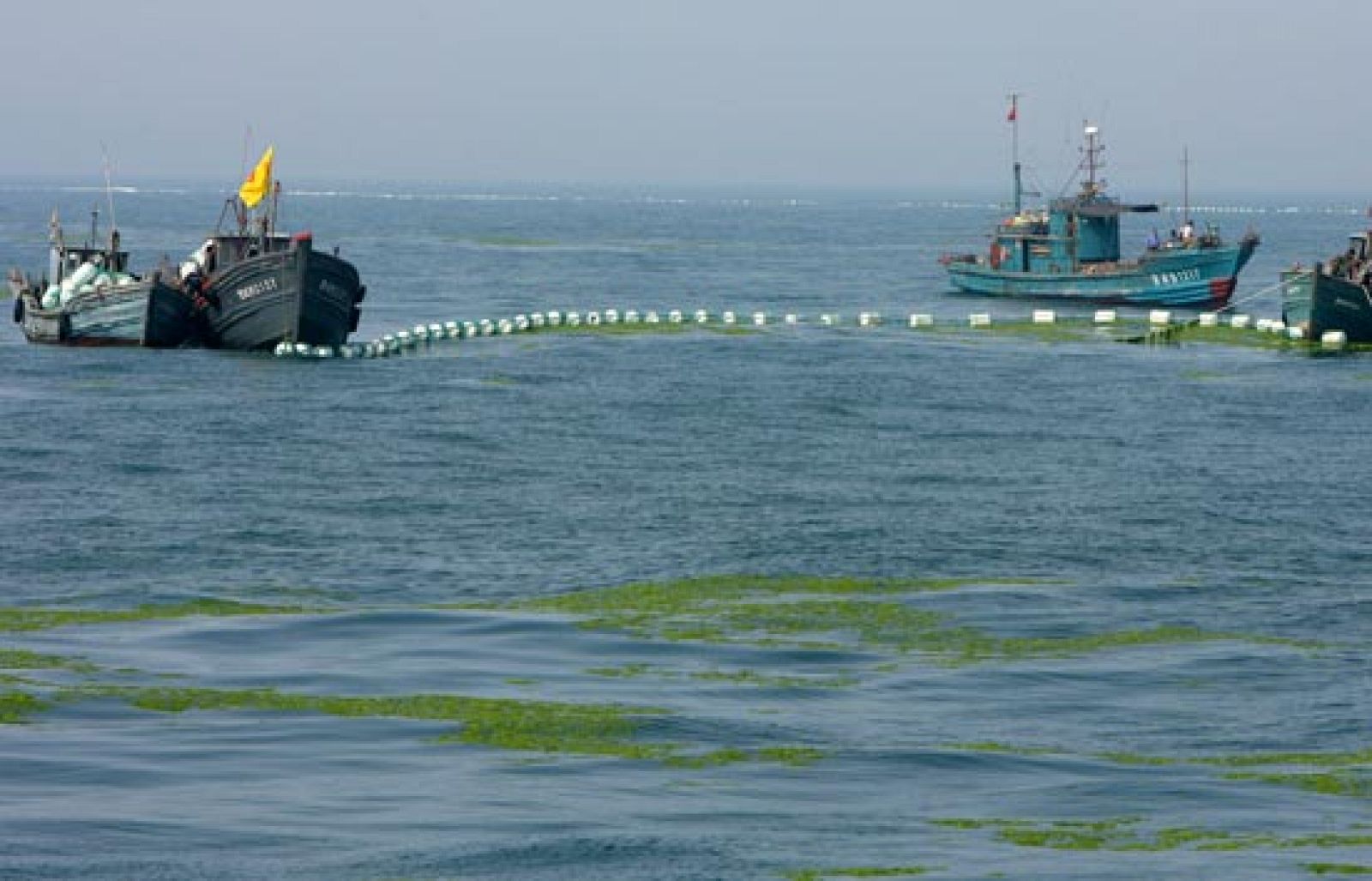 Preocupan las algas en Qingdao