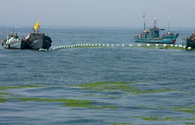 - Preocupan las algas en Qingdao
