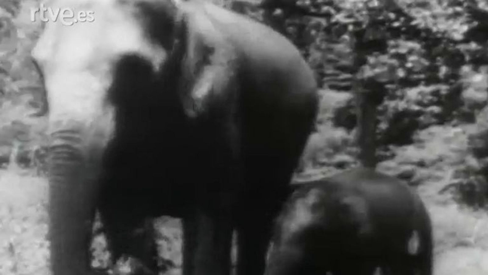 Fauna - A través de la jungla (I)