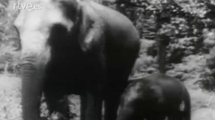 El planeta azul - A través de la jungla (I)