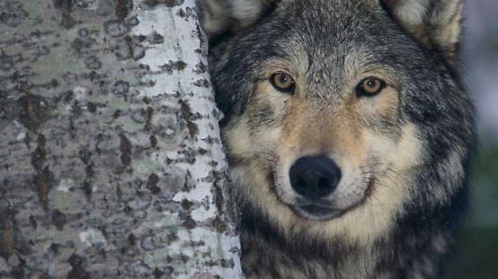 Grandes documentales - Lobo: el lobo que cambió América