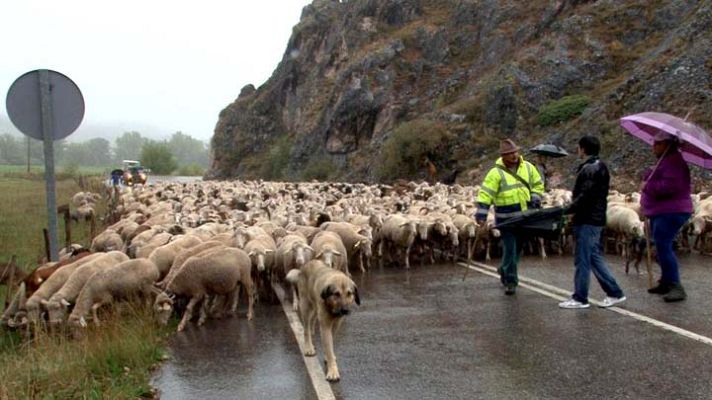 Comando Actualidad - La trashumancia